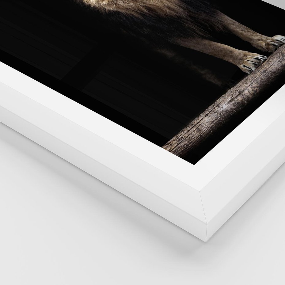 Plakat w ramie 50x70 - Lew: dzikie piękno natury - lew, dzikie - rama biała