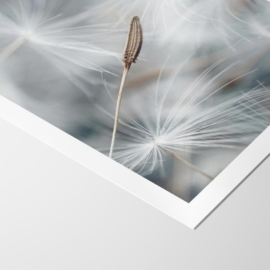 Plakat bez ramy 21x30 - Piękno w Delikatności - dmuchawiec, makro zdjęcie