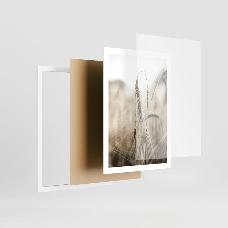 Plakat w ramie 50x70 - Kłosy Pszenicy w Sepii - zboże, kłos pszenicy - rama biała
