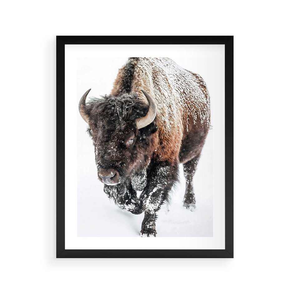 Plakat w ramie 40x50 - Zimowy Władca Puszczy - żubr, bizon - rama czarna