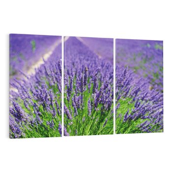 Obraz na płótnie 120x80 - Lawendowe pola piękno natury - lawenda, kwiaty