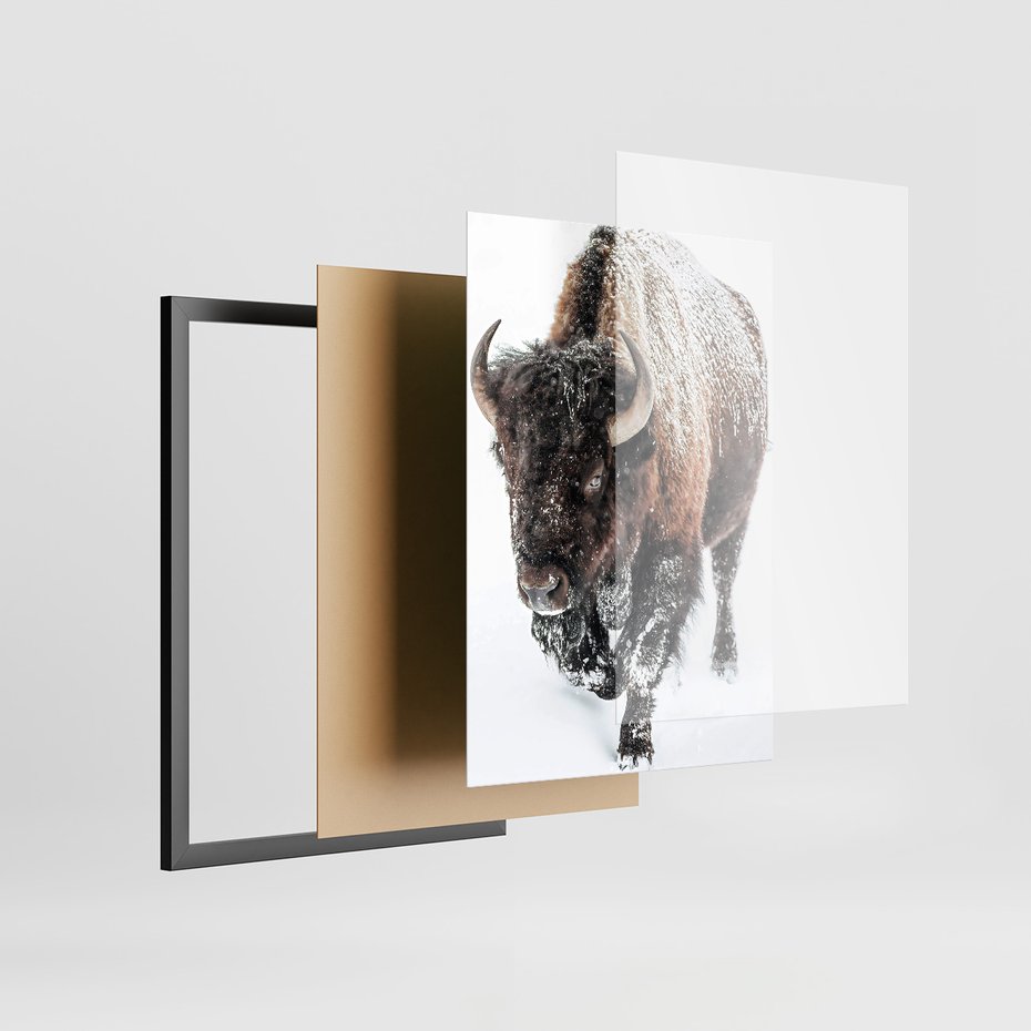 Zestaw obrazy w ramie 50x70 galeria - Bizon, łoś, zima, las - rama czarna