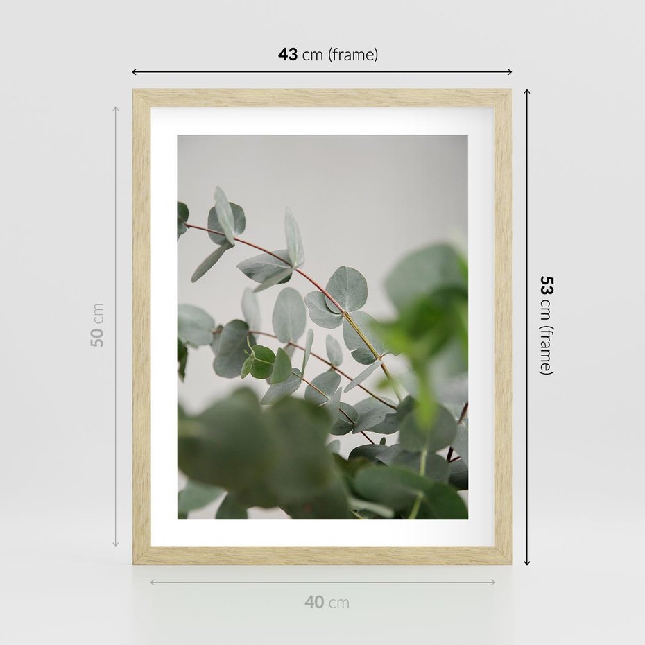 Plakat w ramie 40x50 - Liście eukaliptusa w naturze - eukaliptus, liście - rama drewno