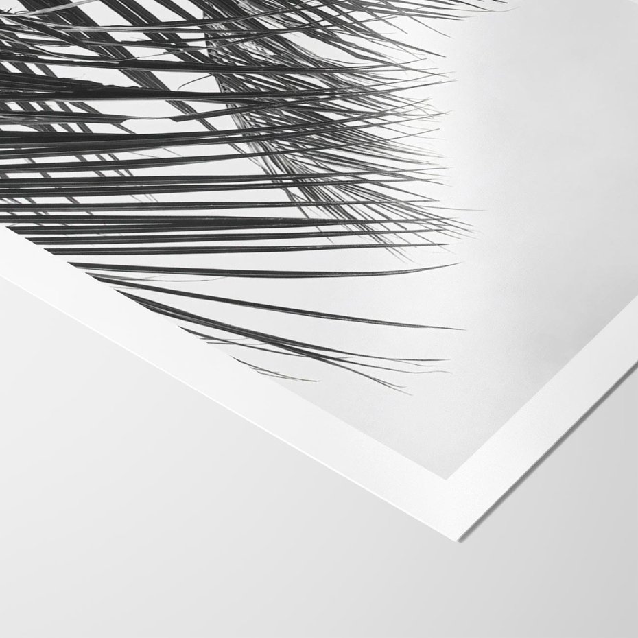Plakat bez ramy 40x50 - Czarno-Biały Kontrast - czarno białe zdjecie, palma