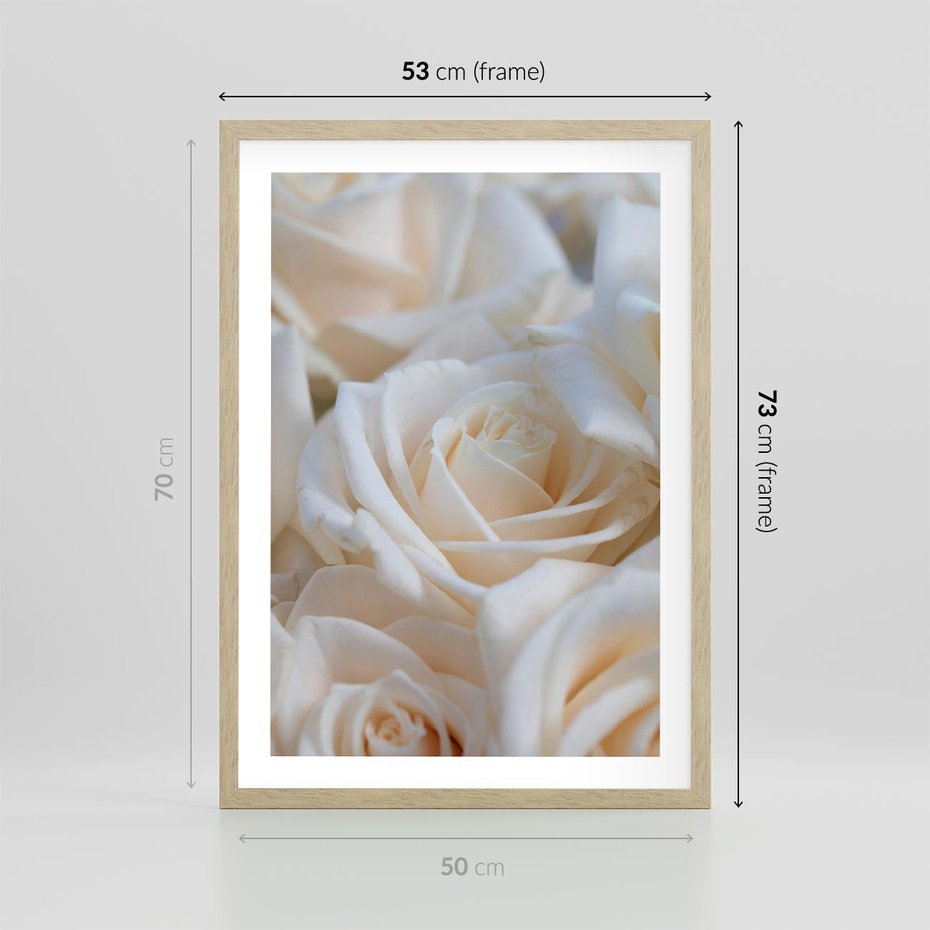 Plakat w ramie 50x70 - Białe róże piękności - białe, róże - rama drewno
