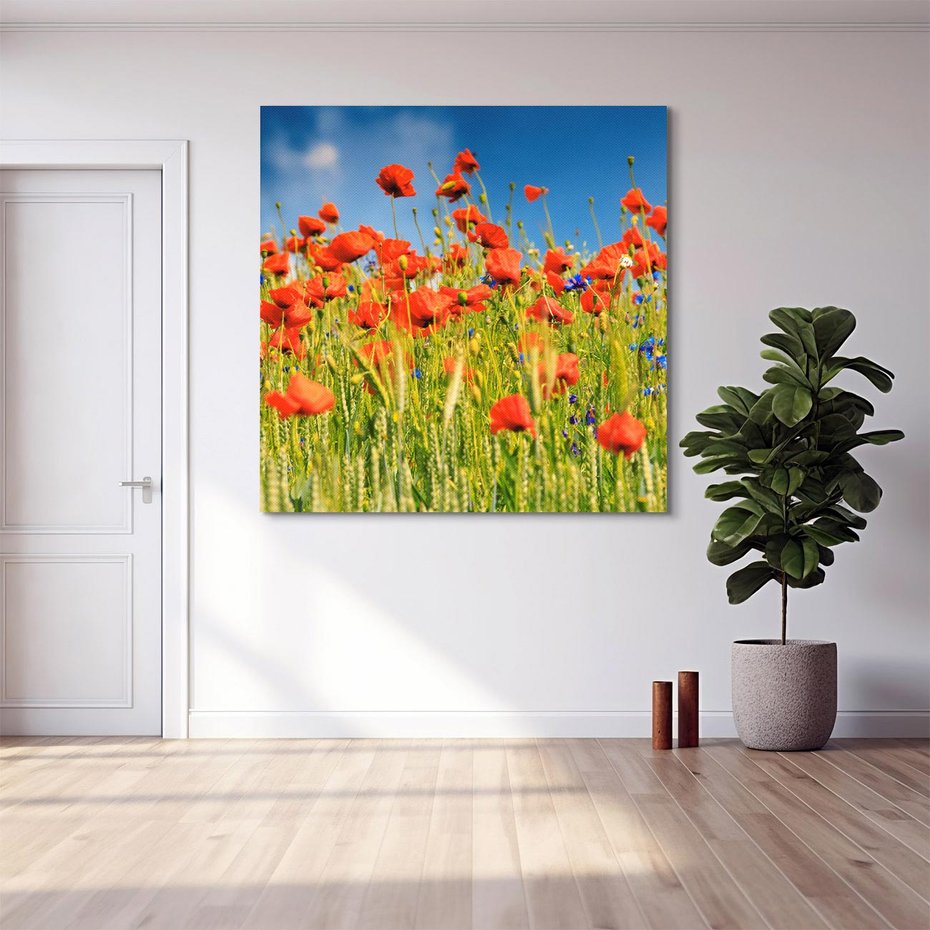 Obraz na płótnie 40x40 - Delikatne maki na kolorowej łące - mak, maki