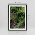 Plakat w ramie 50x70 - Żywiołowa Zieleń - mur, liście - rama czarna