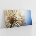 Obraz na płótnie 120x60 - Delikatny dmuchawiec w pełnym rozkwicie - dmuchawiec, kwiat
