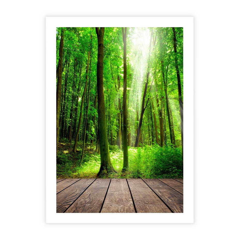 Plakat bez ramy 30x40 - Spacer po urokliwej dróżce w lesie - las, dróżka