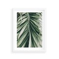 Plakat w ramie 30x40 - Spokojna Piękność Palmowych Liści - palma, liście palmy - rama biała