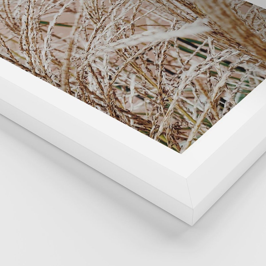Plakat w ramie 40x50 - Beżowa Trawa - suche trawy, zbliżenie - rama biała