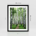 Plakat w ramie 40x50 - Magia lasu pełnego brzóz - las, brzozy - rama czarna