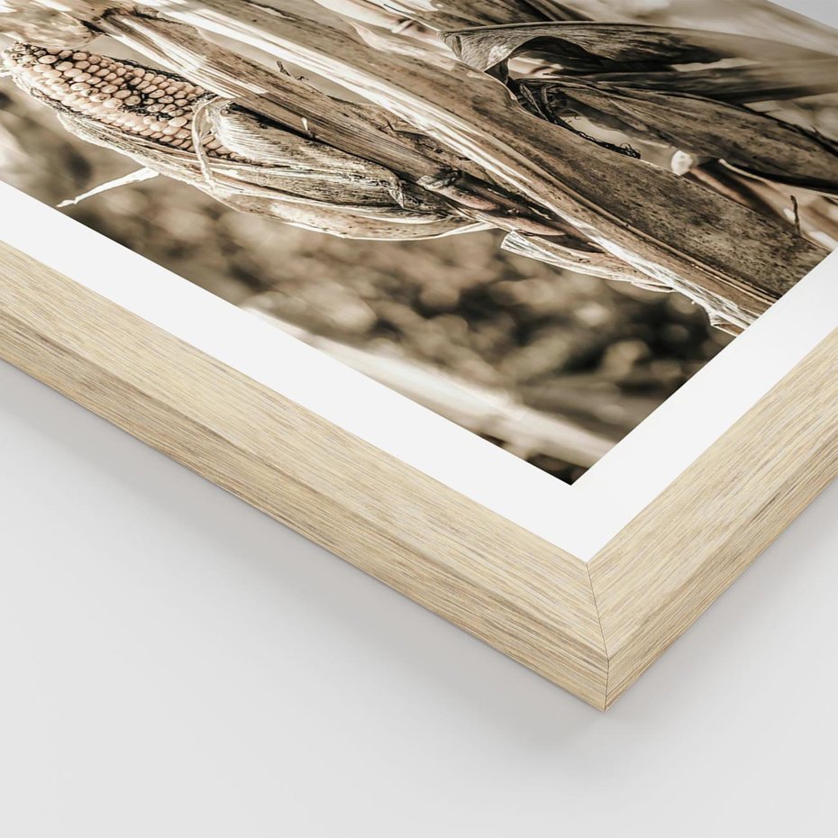 Plakat w ramie 50x70 - Retro Pole Kukurydzy - retro zdjęcie, sepia - rama drewno