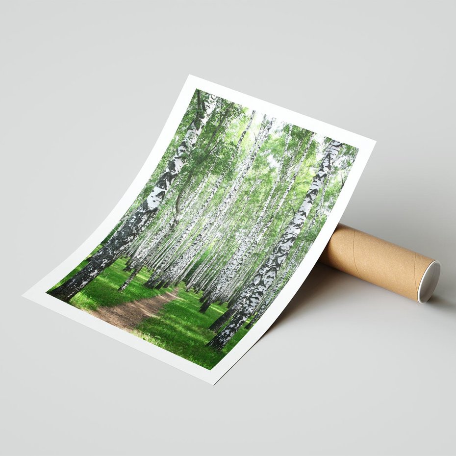 Plakat bez ramy 21x30 - Magia lasu pełnego brzóz - las, brzozy