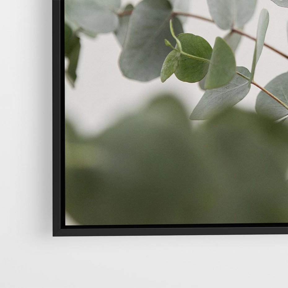 Obraz w ramie 50x50 - Liście eukaliptusa w naturze - eukaliptus, liście - rama czarna