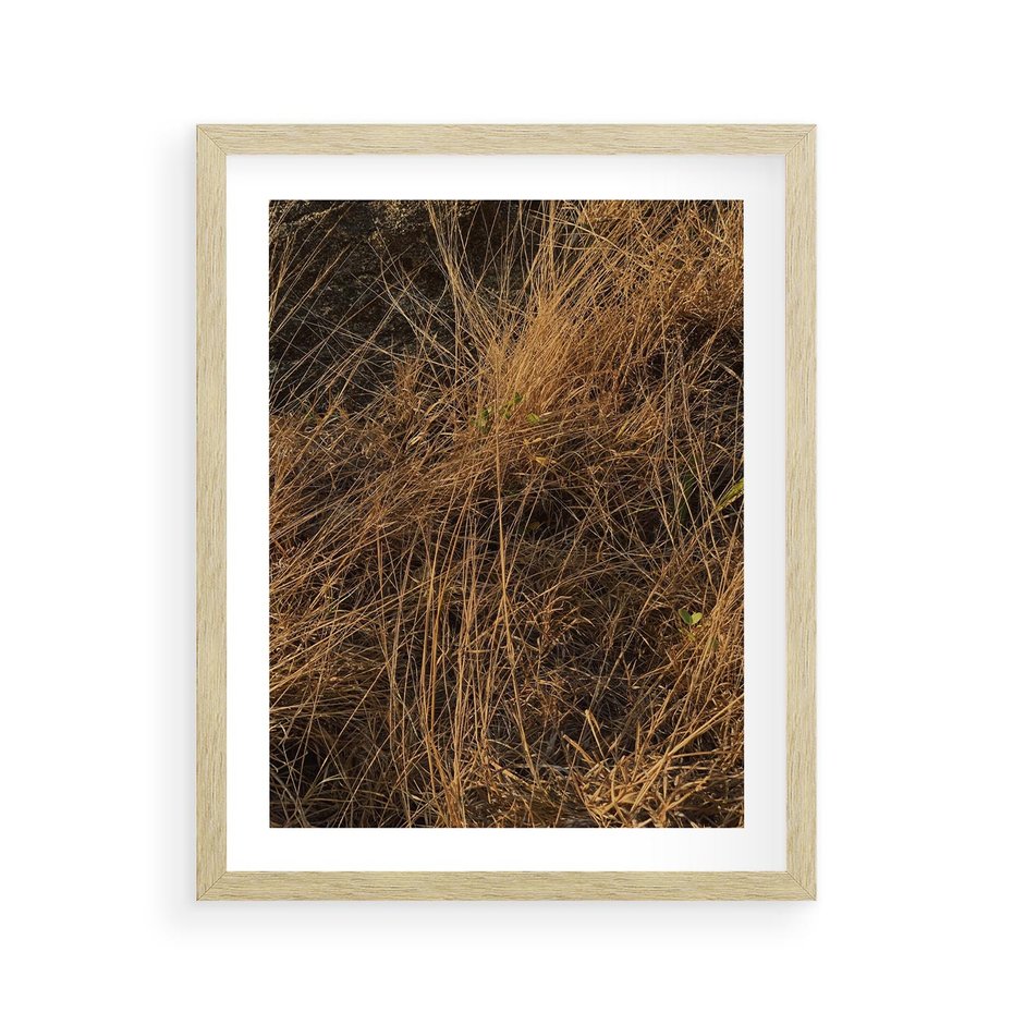 Plakat w ramie 40x50 - Szlachetna Suchość Traw - trawy, suche trawy - rama drewno