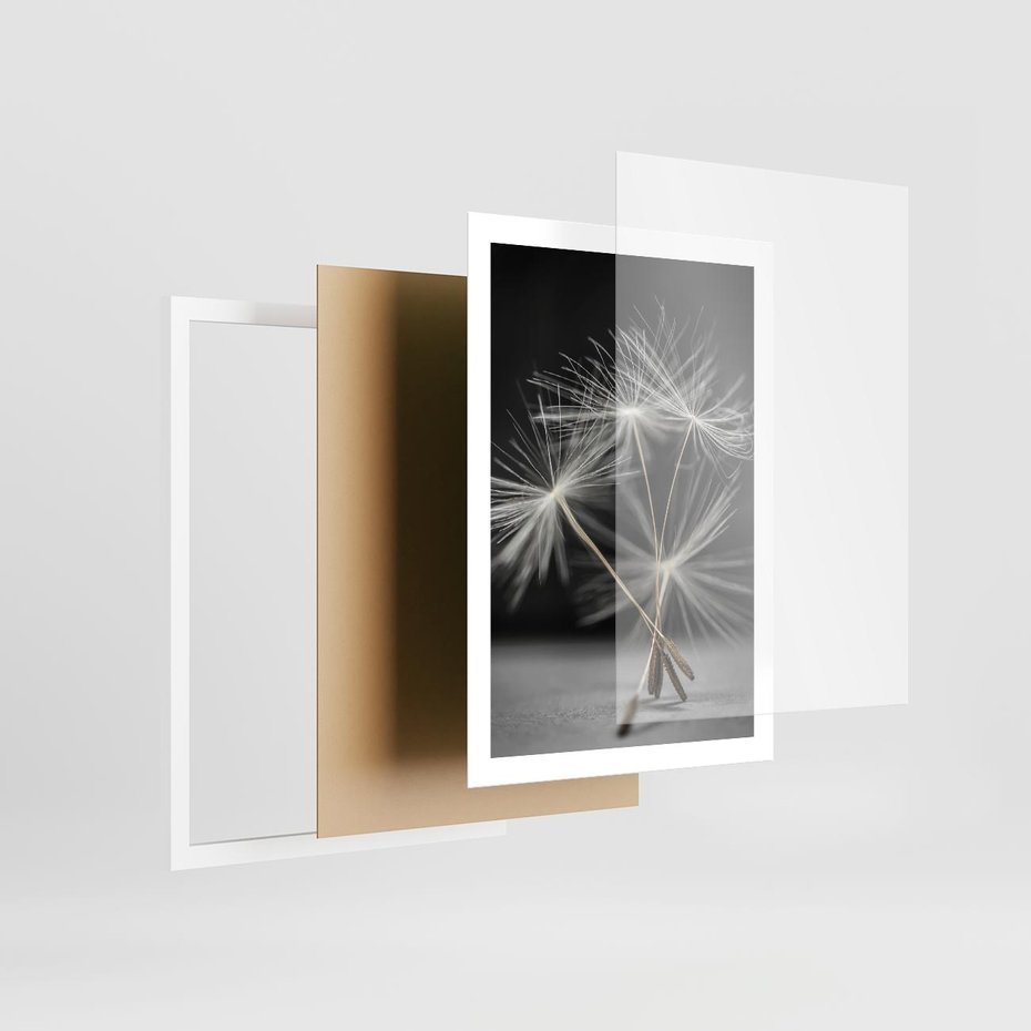 Plakat w ramie 50x70 - Delikatność dmuchawców zbliżenie - dmuchawce, zbliżenie - rama biała