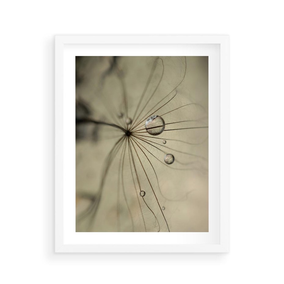 Plakat w ramie 40x50 - Delikatność dmuchawców - dmuchawce, krople - rama biała