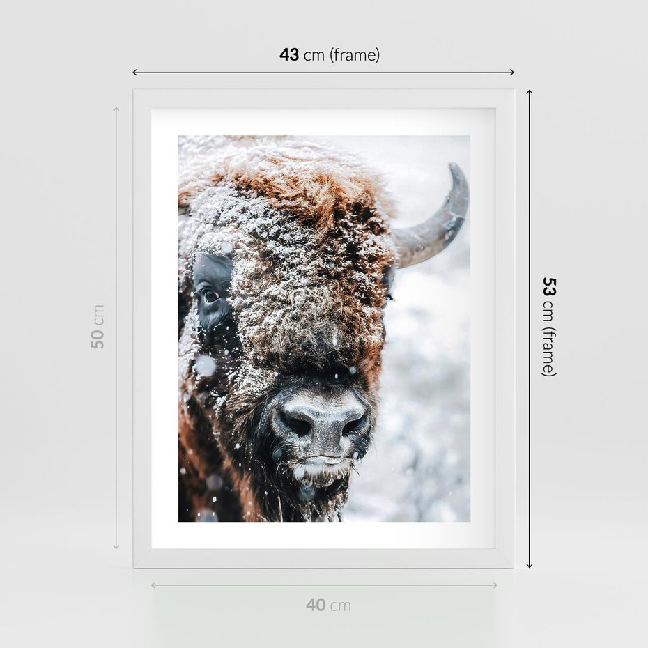 Plakat w ramie 40x50 - Żubr w Krainie Śniegu - żubr, zima - rama biała