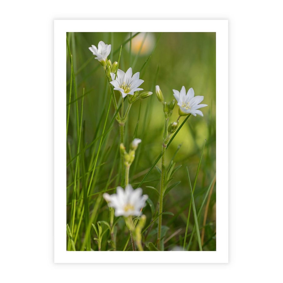 Plakat bez ramy 21x30 - Kolorowa łąka - stokrotki, łąka