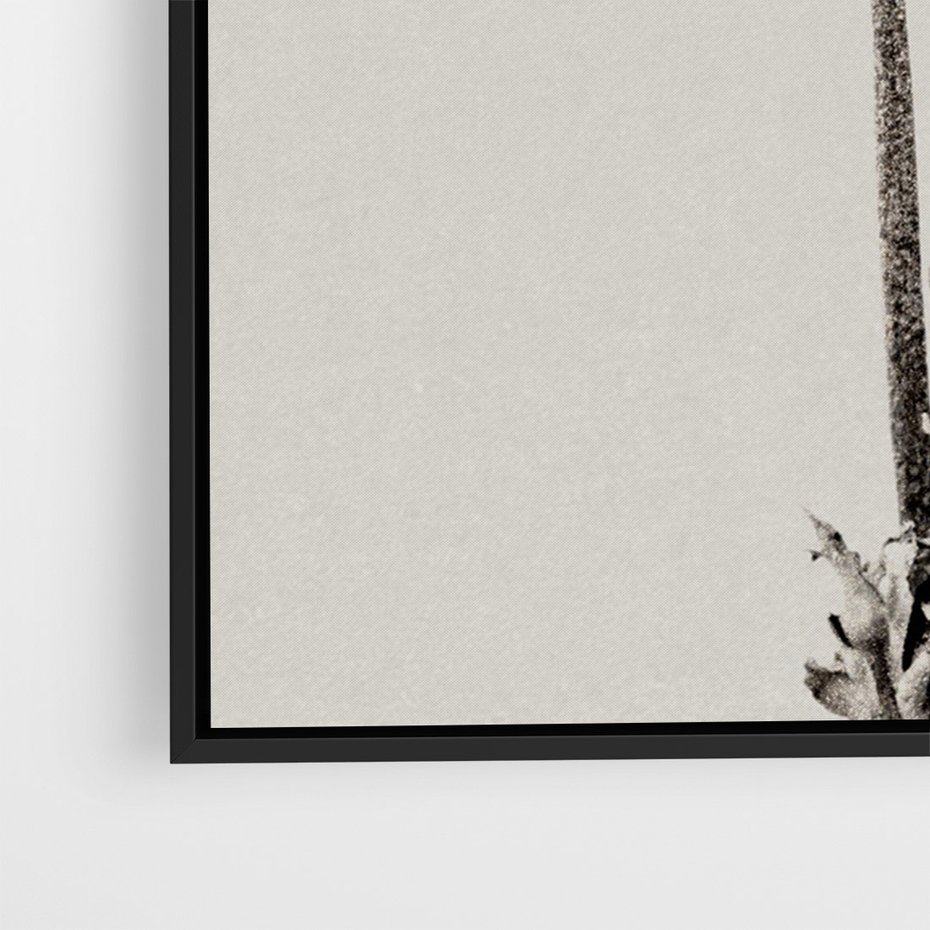 Obraz w ramie 70x100 - Cień Kwiatowej Delikatności - kwiat, cień - rama czarna