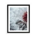 Plakat w ramie 40x50 - Makro Magii Natury - dmuchawiec, zbliżenie makro - rama czarna