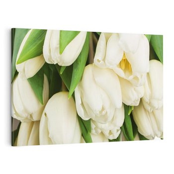 Obraz na płótnie 100x70 - Białe tulipany w pełnym rozkwicie - białe, tulipany