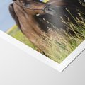 Plakat bez ramy 21x30 - Siła i piękno natury - koń, łąka