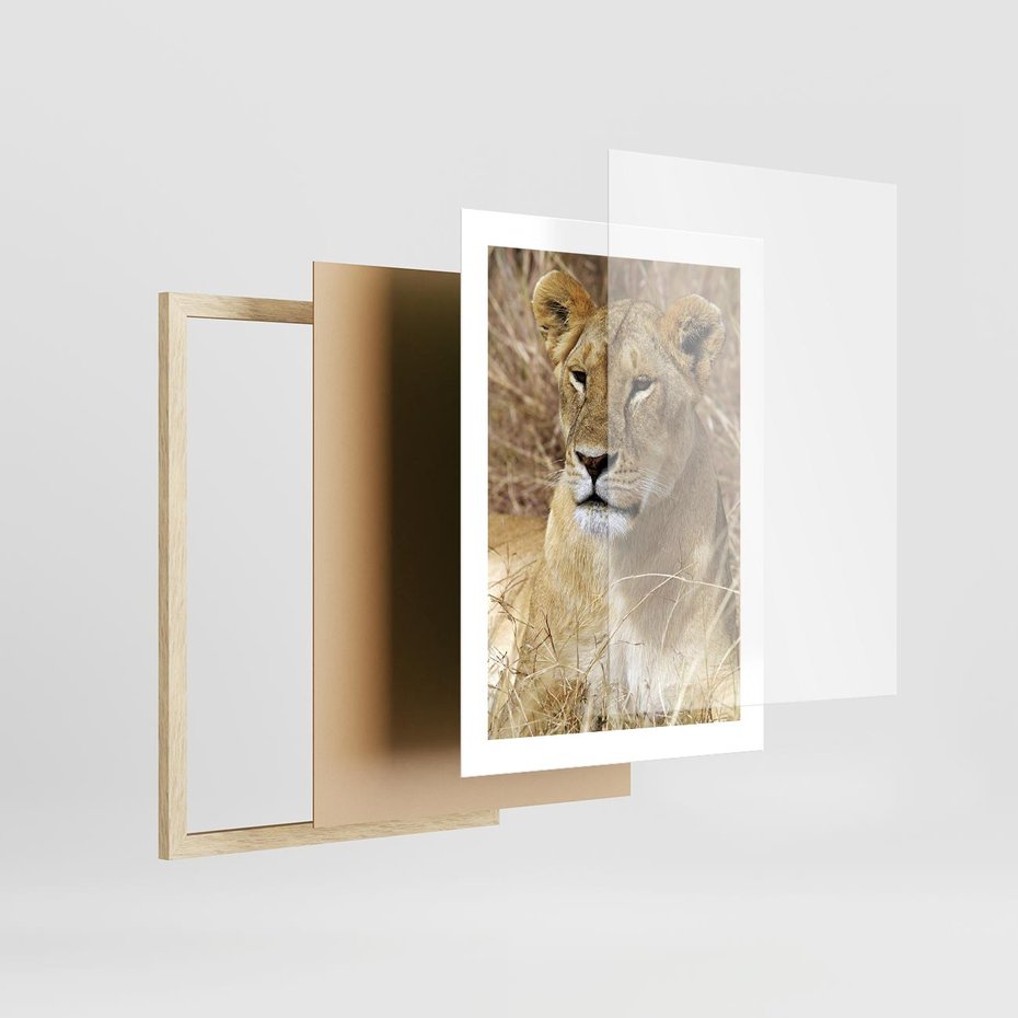 Plakat w ramie 30x40 - Potęga lwów w Afryce - lew, lwica - rama drewno