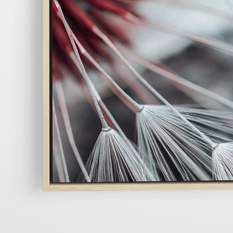 Obraz w ramie 80x80 - Makro świat dmuchawca - dmuchawiec, makro - rama drewno