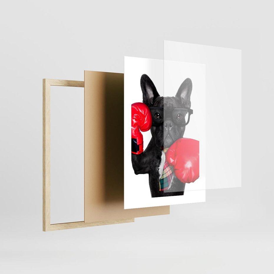 Plakat w ramie 30x40 - Boksujący mops - pies - boks, mops - rama drewno