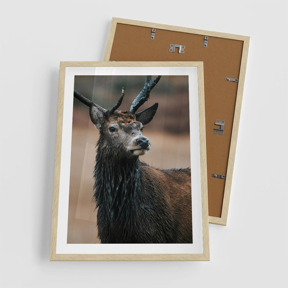 Plakat w ramie 50x70 - Spokojny jeleń - jeleń, las - rama drewno