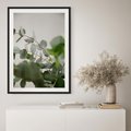Plakat bez ramy 30x40 - Liście eukaliptusa w naturze - eukaliptus, liście