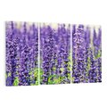Obraz na płótnie 120x80 - Lawendowa Mgła - lawenda, kwiat