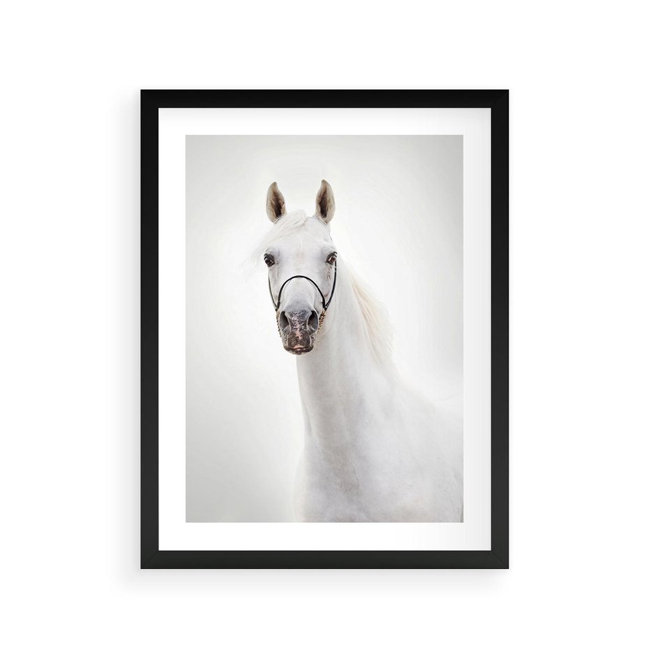 Plakat w ramie 30x40 - Elegancja białego konia - biały, koń - rama czarna