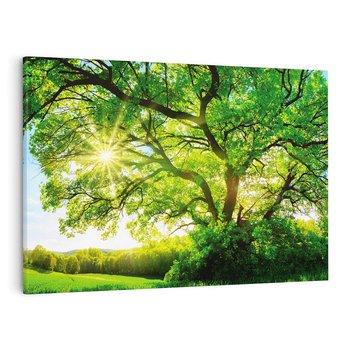 Obraz na płótnie 70x50 - Natura w pełnym rozkwicie - drzewo, niebo