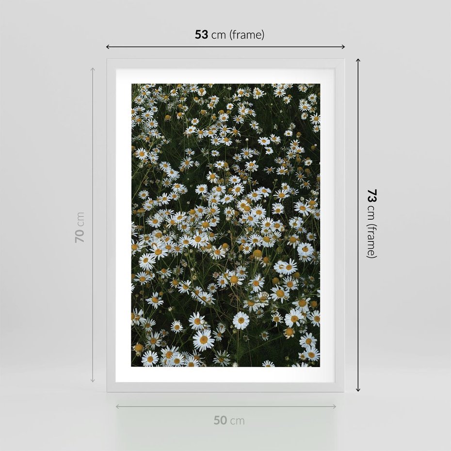 Plakat w ramie 50x70 - Stokrotkowa Idylla na Łące - łąka, stokrotki - rama biała