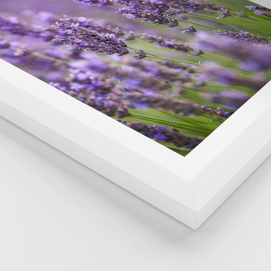 Plakat w ramie 40x50 - Urok lawendy - lawenda, kwiaty - rama biała