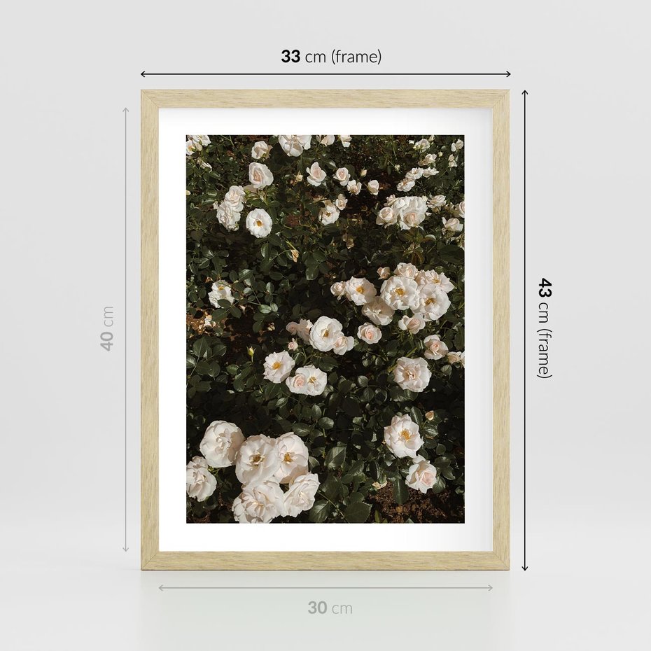 Plakat w ramie 30x40 - Czyste Piękno - białe kwiaty, białe róże - rama drewno