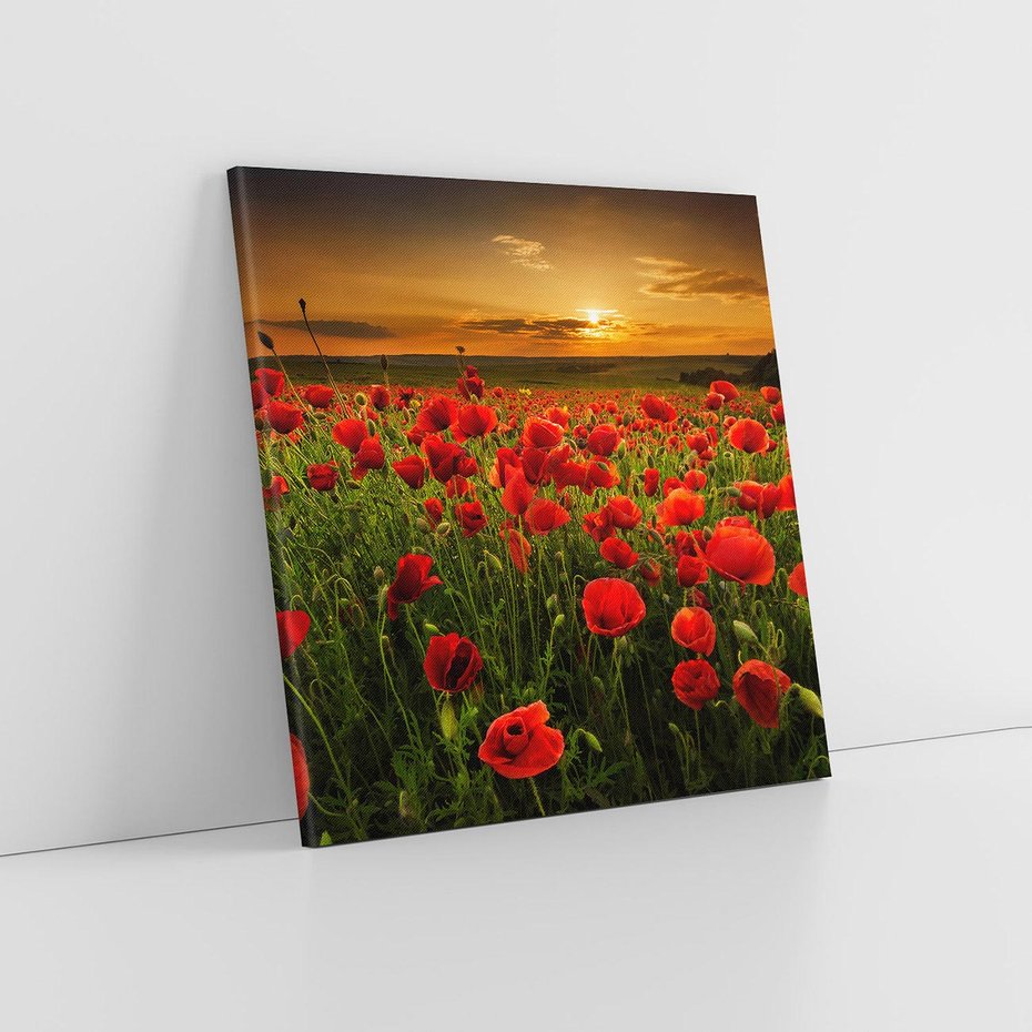 Obraz na płótnie 80x80 - Maki na łące: Przebudzenie wiosny - mak, maki