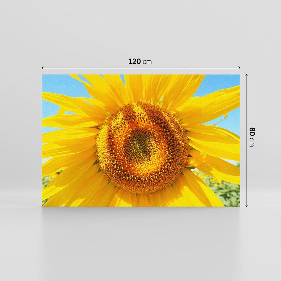 Obraz na płótnie 120x80 - Słoneczniki w naturalnym otoczeniu - słonecznik, natura