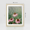 Plakat w ramie 40x50 - Natura w Pełnym Blasku - kwiaty na łące, różowe kwiaty polne - rama drewno