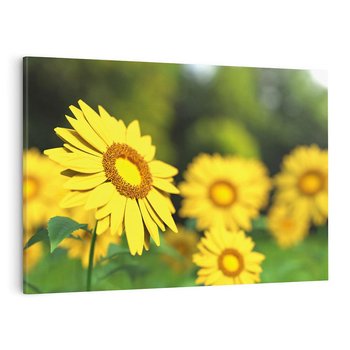 Obraz na płótnie 120x80 - Kwiatowa łąka - kwiaty, łąka