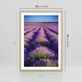 Plakat w ramie 50x70 - Malownicze Pole Lawendy - lawenda, pole - rama drewno