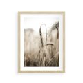 Plakat w ramie 30x40 - Kłosy Pszenicy w Sepii - zboże, kłos pszenicy - rama drewno