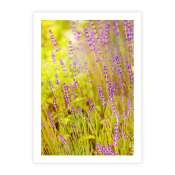 Plakat bez ramy 21x30 - Delikatność natury - lawenda, kwiaty