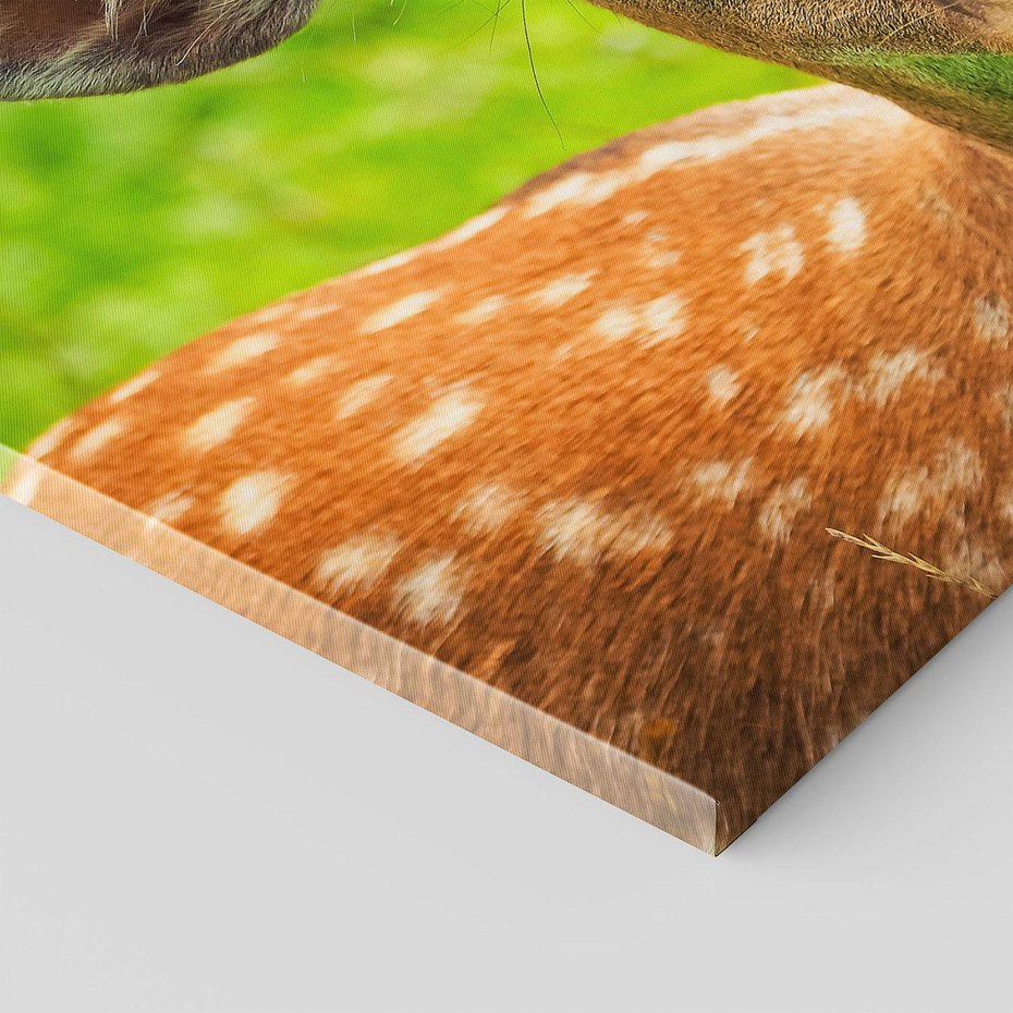 Obraz na płótnie 120x80 - Sarna na łące - sarna, zwierzę