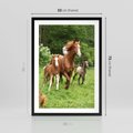 Plakat w ramie 50x70 - Galopujące konie - konie, galop - rama czarna