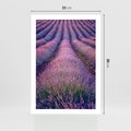 Plakat bez ramy 21x30 - Pole Lawendy w Pełnej Krasie - pole lawendy, kompozycja