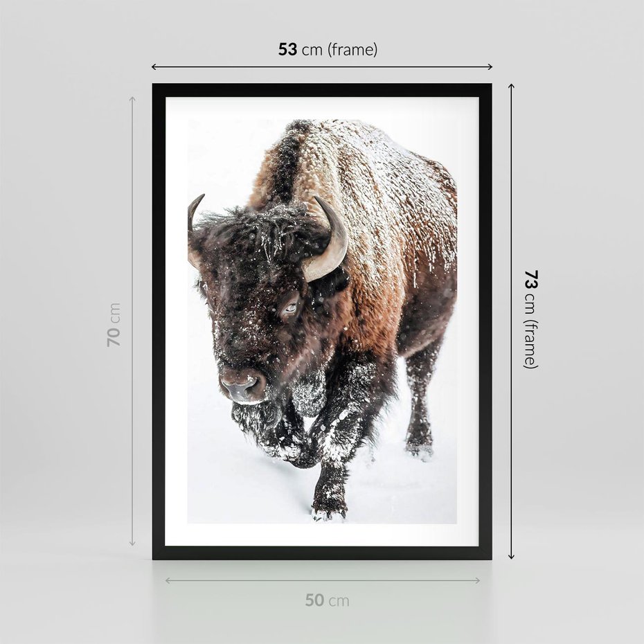Plakat w ramie 50x70 - Zimowy Władca Puszczy - żubr, bizon - rama czarna